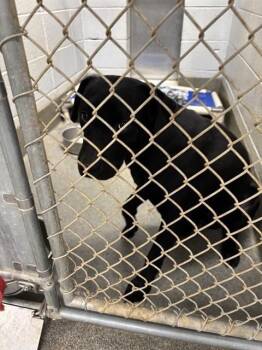 KRYPTO -  Labrador Retriever and Pit Bull Terrier Dog for Adoption - KRYPTO | PetCurious