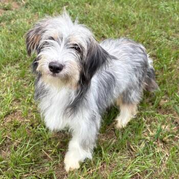 Calista -  Terrier Dog for Adoption in Houston, Texas - Calista | PetCurious