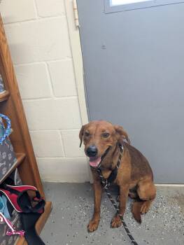 Charlie -  Labrador Retriever Dog for Adoption in Lewisburg, Tennessee - Charlie | PetCurious