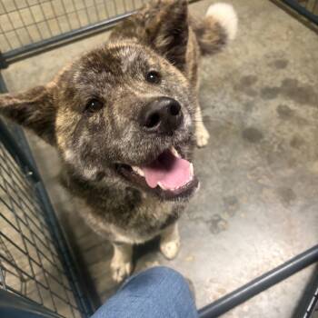 Akita Dogs Available for Adoption in Seneca, Pennsylvania - Jewel | PetCurious