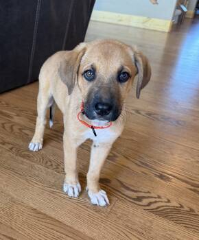 Willa -  Mastiff and Mixed Breed Dog for Adoption in Severance, Colorado - Willa | PetCurious