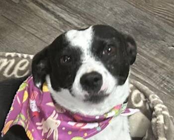 Rat Terrier and Mountain Cur Dogs Available for Adoption - Annie Warbucks | PetCurious