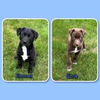 Labrador Retriever and Shepherd Dogs Available for Adoption in Traverse City, Michigan - Emmet And Ezra - Pupppies | PetCurious