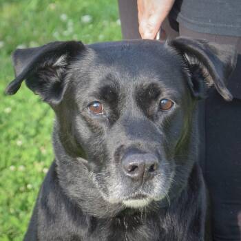 Mia -  Black Labrador Retriever Dog for Adoption in Huntley, Illinois - Mia | PetCurious