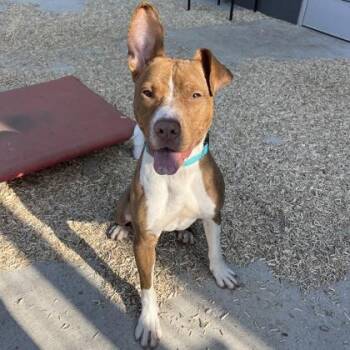 Mixed Breed Dogs Available for Adoption - Nikolai | PetCurious