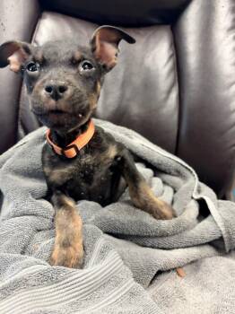 Morel -  Australian Cattle Dog Blue Heeler Dog for Adoption in Carson City, Nevada - Morel | PetCurious