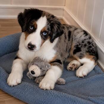 Barney - Handsome, Affectionate and loves to Cuddle -  Australian Shepherd Dog for Adoption in Houston, Texas - Barney - Handsome, Affectionate And Loves To Cuddle | PetCurious