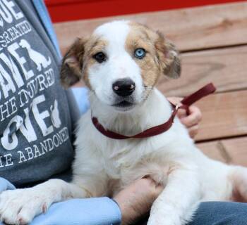Border Collie and Great Pyrenees Dogs Available for Adoption in Kansas City, Kansas - Seashell (AO36369) | PetCurious