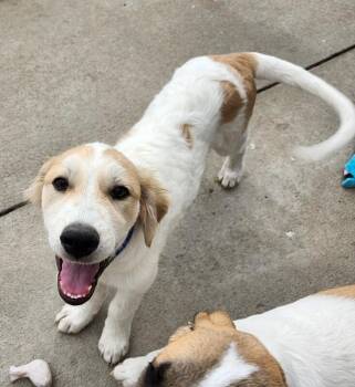 Wally -  Great Pyrenees and Mixed Breed Dog for Adoption in Severance, Colorado - Wally | PetCurious