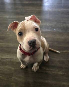Pit Bull Terrier Dogs Available for Adoption - Scarlet | PetCurious