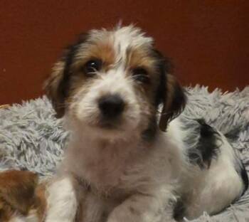 Border Terrier and Yorkshire Terrier Dogs Available for Adoption - Walnut | PetCurious