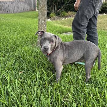 Rocky - G -  Terrier Dog for Adoption in San Antonio, Texas - Rocky - G | PetCurious