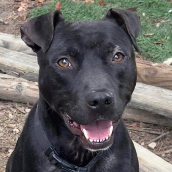 Rescue Pit Bull Terrier and Labrador Retriever Dogs for Adoption in Zuni, Virginia - Nishi | PetCurious