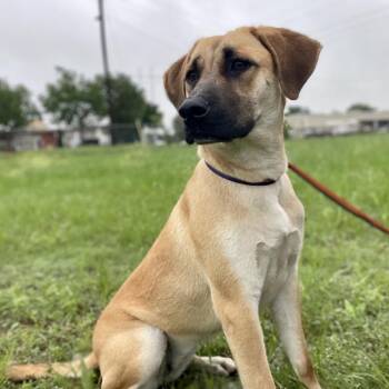 Black Mouth Cur Dogs Available for Adoption in Wimberley, Texas - Brenda | PetCurious