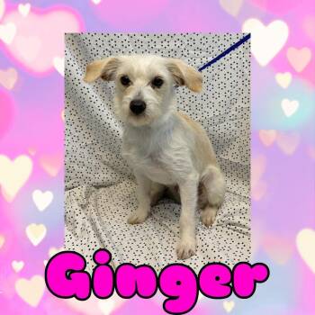 Parson Russell Terrier Dogs Available for Adoption in Royse City, Texas - Ginger | PetCurious