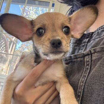 Jane -  Terrier Dog for Adoption in Sonoma, California - Jane | PetCurious