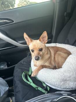 Benson -  Chihuahua and Toy Fox Terrier Dog for Adoption in Ventura, California - Benson | PetCurious