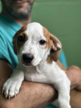 Capricorn -  Mixed Breed Dog for Adoption in Elmsford, New York - Capricorn | PetCurious