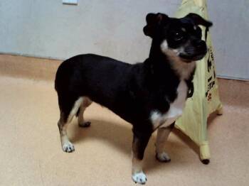 A1052812 -  Terrier Dog for Adoption in Martinez, California - A1052812 | PetCurious