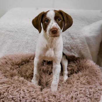 Freckles -  Dalmatian Dog for Adoption in Valparaiso, Indiana - Freckles | PetCurious