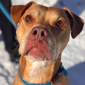 Pit Bull Terrier and Labrador Retriever Dogs Available for Adoption - Macy | PetCurious