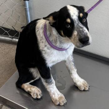 Mixed Breed Dogs Available for Adoption in Las Cruces, New Mexico - Saturn | PetCurious