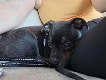 Maverick -  Terrier Dog for Adoption in Colorado Springs, Colorado - Maverick | PetCurious