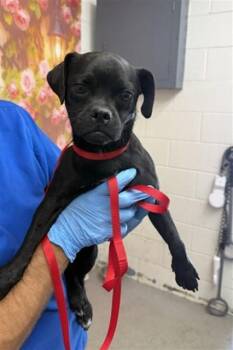 GUMBALL -  Chihuahua and Mixed Breed Dog for Adoption in San Bernardino, California - GUMBALL | PetCurious