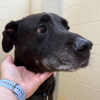 Java -  Black Labrador Retriever Dog Available for Adoption in Winston-salem, North Carolina - Java | PetCurious