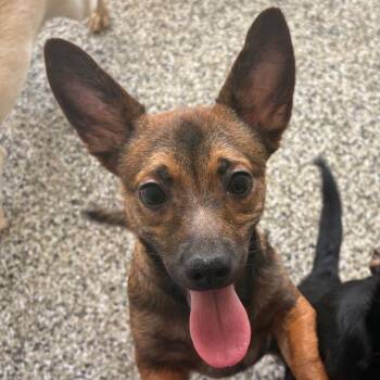Floss -  Chihuahua Dog for Adoption in Morganton, North Carolina - Floss | PetCurious