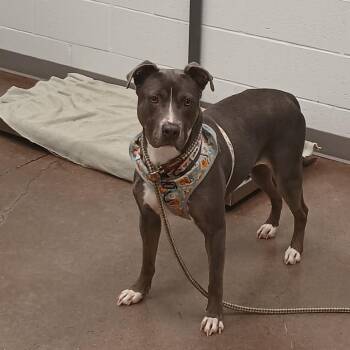 Pit Bull Terrier Dogs Available for Adoption in Chattanooga, Tennessee - CoCo | PetCurious