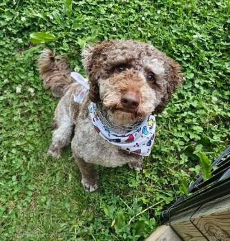 Tuk Tuk (Gus) -  Poodle Dog for Adoption in Kettering, Ohio - Tuk Tuk (Gus) | PetCurious