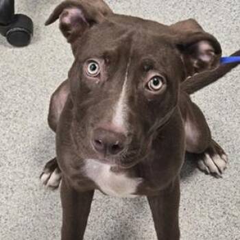 Coco -  Labrador Retriever and Mixed Breed Dog for Adoption - Coco | PetCurious