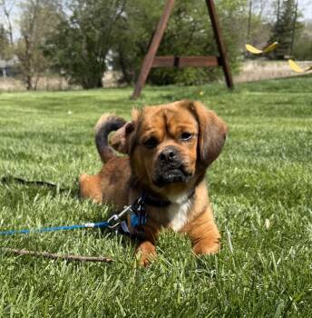 Puggle Dogs Available for Adoption in Plainfield, Illinois - Sausage | PetCurious