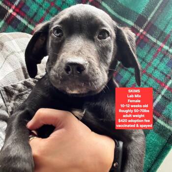 Black Labrador Retriever Dogs Available for Adoption - SKIMS | PetCurious