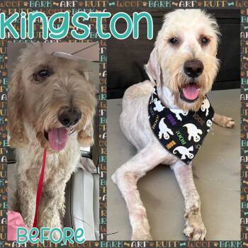 Kingston -  Golden Retriever and Standard Poodle Dog for Adoption in Grand Bay, Alabama - Kingston | PetCurious