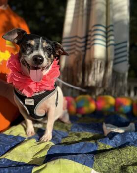 Sassy 11 lbs -  Jack Russell Terrier and Rat Terrier Dog for Adoption - Sassy 11 Lbs | PetCurious