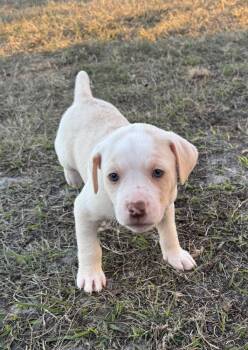 Mixed Breed Dogs Available for Adoption - Comet | PetCurious