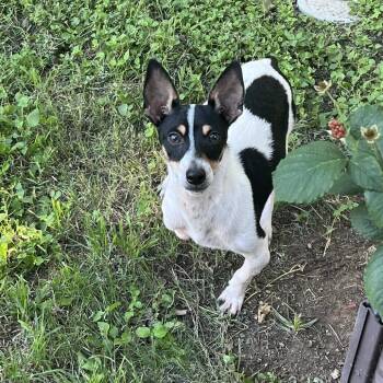 Dino Nugget -  Rat Terrier Dog for Adoption in Austin, Texas - Dino Nugget | PetCurious