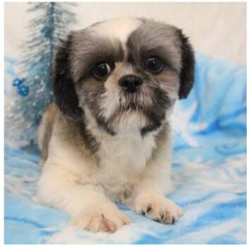 Casanova -  Shih Tzu Dog for Adoption in Rochester, Minnesota - Casanova | PetCurious