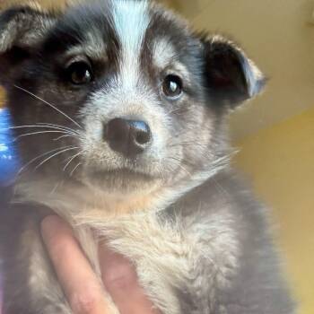 Husky and Shepherd Dogs Available for Adoption in Tuba City, Arizona - Mary Ann | PetCurious