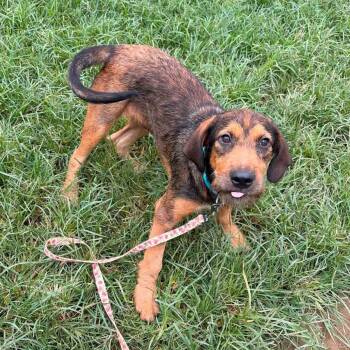 CT Happy -  Terrier Dog for Adoption in Eastford, Connecticut - CT Happy | PetCurious