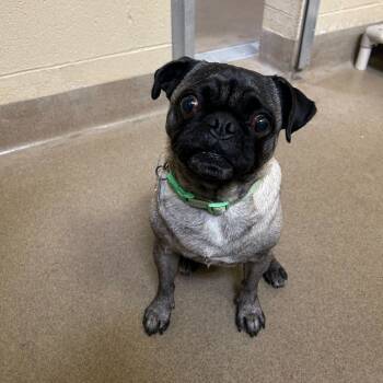 Rescue Pug Dogs for Adoption in Riverside, California - Pierre | PetCurious