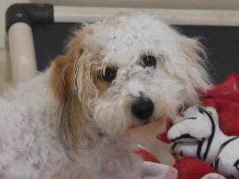 Terrier Dogs Available for Adoption in Portland, Oregon - Arthur | PetCurious