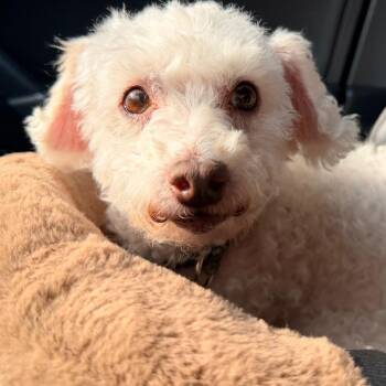 Poodle Dogs Available for Adoption in Lee