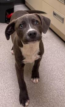 Onyx  (2026) -  Pit Bull Terrier and Mixed Breed Dog for Adoption - Onyx  (2026) | PetCurious