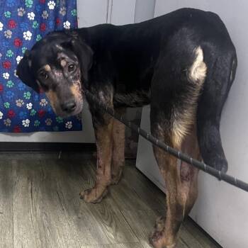 Mixed Breed Dogs Available for Adoption - Elanora | PetCurious