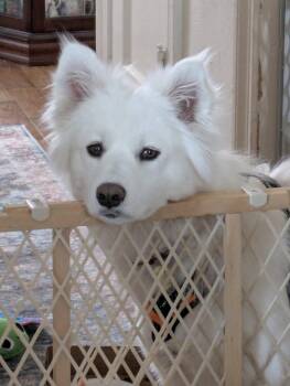 Samoyed Dogs Available for Adoption in Milwaukee, Wisconsin - Whimsy Joy | PetCurious