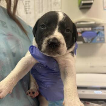 PawPaw Randy -  Mixed Breed Dog for Adoption in Charleston, West Virginia - PawPaw Randy | PetCurious