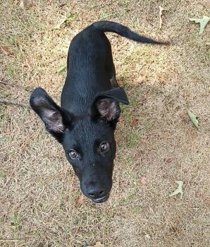 Martin -  German Shepherd Dog Dog for Adoption in North Little Rock, Arkansas - Martin | PetCurious